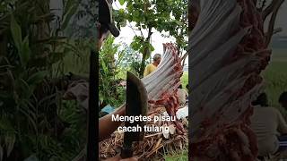 mengetes pisau cacah tulang asli Kiai wesi#shortsvideo