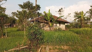 Wah senyaman ini Suasana Rumah panggung ⁉️Hanya ada 3 Rumah berada di tengah sawah....