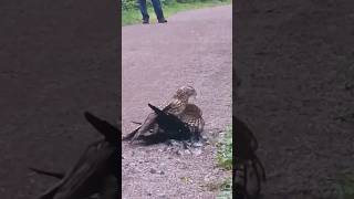 Falcon Versus Crow #birds #animals #wildanimals