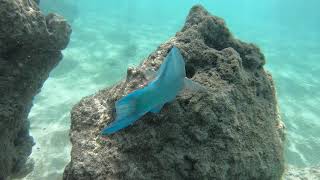 Snorkeling in Hanauma Bay