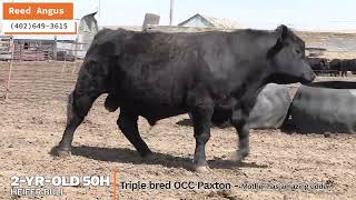 RA 50h heifer bull