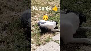 @Priroda je čudo👍🥰mače se kupa💝💝💝