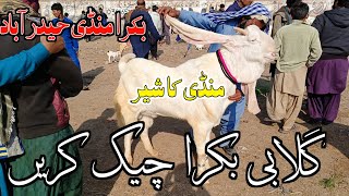 BAKRA MANDI HYDRATED BYPASS || LATEST UPDATES