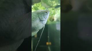 4k blue gourami #shorts  #fishroom #minivlog #gouramifish