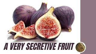 A Very Secretive Fruit: D. H. Lawrence On Figs