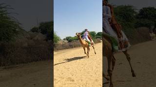 Camel fast runing #shorts  #shortvideo  #youtubeshorts