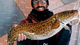 Lake Simcoe BURBOT/WHITEFISH - Awesome PANOPTIX footage!!