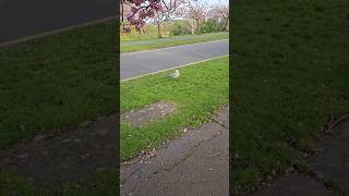 The tap dancing seagull: Tapping for worms 🪱 #funnyshorts #tapdance #dancing