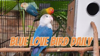 3 love birds in one cage, blue love bird,blueparrot. #3birdsincage #3lovebirdsinonecage, #blueparrot