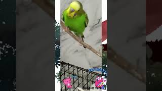 Super handsome budgie chirping singing song 😊🎶🎶 #youtubeshorts #shorts