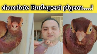 Budapest Tumbler Chocolate Pigeon || #budapest #foryou #trending  #viral #youtubeshorts #pigeons