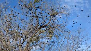 Hundreds of birds in woods #shorts #nature #irving #valleyranch #birds #naturesounds