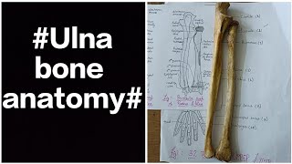 ulna bone upper limb