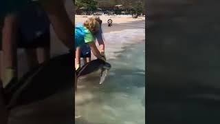 World Sea Turtle Day Release!