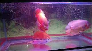 Oscar fish parrot fish for sell urgent #fitness #feed  #gaintfish