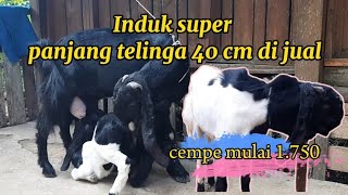 Kambing Kaligesing speck breeding Induk alusan berikut anak dan materi lainnya jenis p.Ettawa