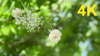 4K Free Stock Footage: Flowers Hanging on a Tree (3 videos)