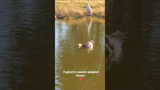 Foghorn the Goose is a step-daddy again