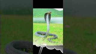 kabhi khud Nahin man mein ho ya snake video #viral #youtube #shots #comedy #funny #video #snake