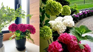 Don't Make These Hydrangea Planting Mistakes That You'll Regret