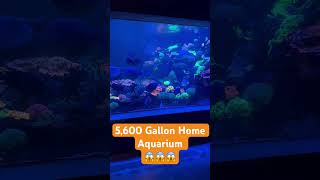 5,600 Gallon Home Aquarium 😱 Up Close!!#reef#huge#aquarium#home#hobby#coral#saltwater#fish#diy#utah