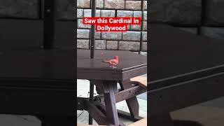 Saw a Cardinal today