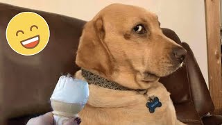 Try Not To Laugh Dogs And Cats 😁 - Best Funniest Animals Video 2023 - Part 6