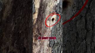 Ain’t NO ORDINARY Woodpecker Done This - WATCH!! #shorts #tree #trees