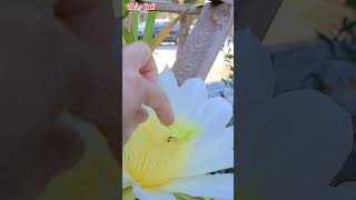 Thụ phấn cho hoa thanh long ở Mỹ - pollinate dragon fruit flowers in the US #shorts