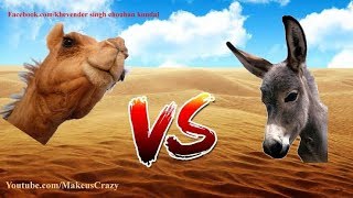 Amazing big fights camel vs Donkey