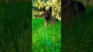 In field German shepherd black mask male #viral #trending #ytshorts #shorts #short #viralvideo