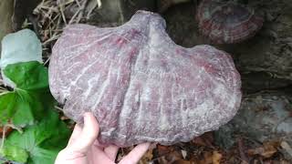 giant mushroom