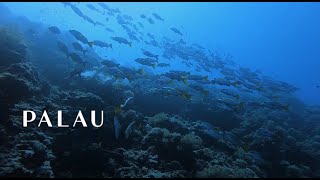 팔라우에서 다이빙하면 볼 수 있는 물고기들 palau underwater