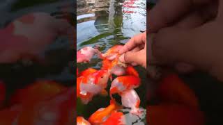 Satisfying Gold Fish Feeding ! #aquariums #freshwateraquarium #anxiety #aquarium #koi #fishing #fish