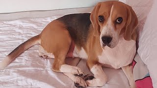 dog home bathing beagle • home grooming • madre de cacao & Akiika dog soap