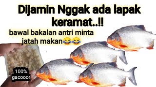 Coba sekarang..!!Irit Tapi Jitu!!CUKUP 3 BAHAN AJA,,,umpan paling jitu ikan bawal