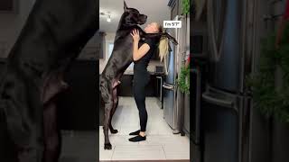 Random Video On Internet #06 #shorts  #dog