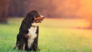 Bernese Mountain Dog Dental Care and Teeth Cleaning