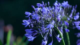 Violet flowers