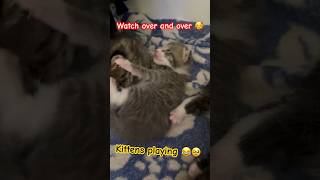 Kitten playing❤️#funny #cute #cat #kitten #love #friends #happy #shorts