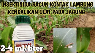 KENDALIKAN ULAT GRAYAK FAW DAN ULAT PERUSAK DAUN#insektisida #hamaulat #jagungmanis #jagunghibrida