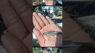 Micro Fishing - Strike Wader Pari warnanya cantik sekali - Mancing Wader di sungai #microfishing