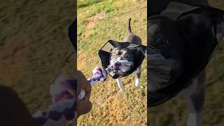 Zoey Got Lockjaw #americanbully #shortvideo #shorts #pitbull #pets #calilootkennelz