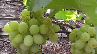 Сорт винограду "Афина" - сезон 2022 # Grape variety "Afyna" - season 2022