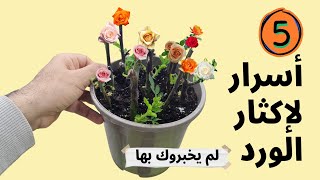 5 اسرار لم يخبروك بها لنجاح اكثار و زراعة عقل الورد الجوري