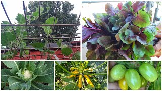 Harvesting Red Spinach || Bottle Gourd, Snake Gourd, Cauliflower & Other Vegetables Plant Update