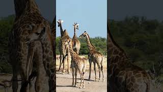 Giraffe family with children in the African Savannah.