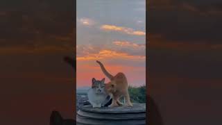 funny cats cute cats videos 47 #shorts #funny #cat #cute #cats #funnycats #kitten #short #pets #dog