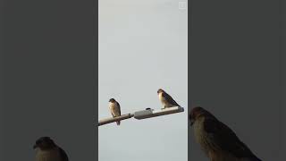 Red-tailed Hawk 2   #shorts #fyp #hawk