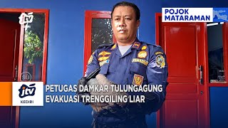 TULUNGAGUNG - Petugas Damkar Evakuasi Trenggiling Liar